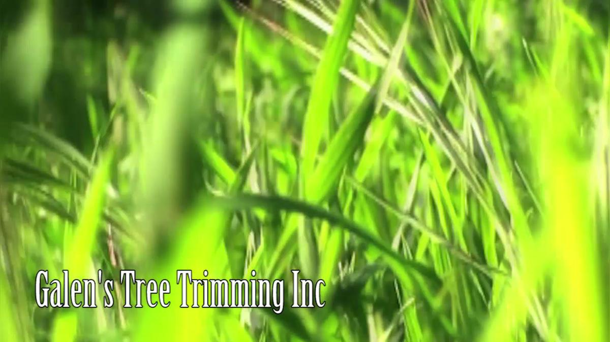 Tree Trimming in Omaha NE, Galen&#39;s Tree Trimming Inc