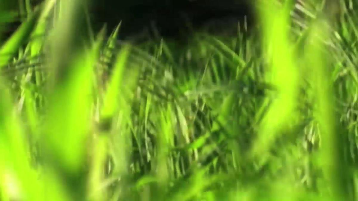 Lawn Maintenance in Lake Worth FL, Kurt&#39;s Quality Lawn Service