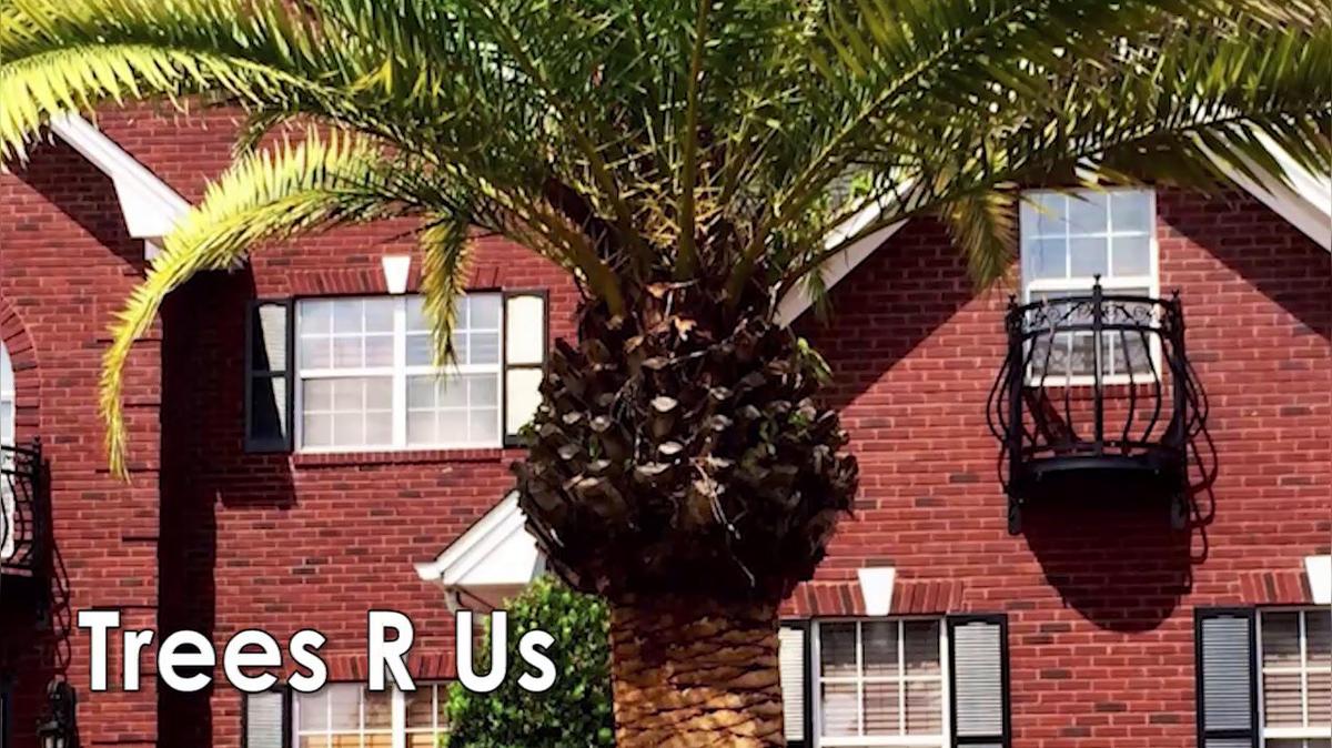 Palm Trees in Panama City FL, Trees R Us