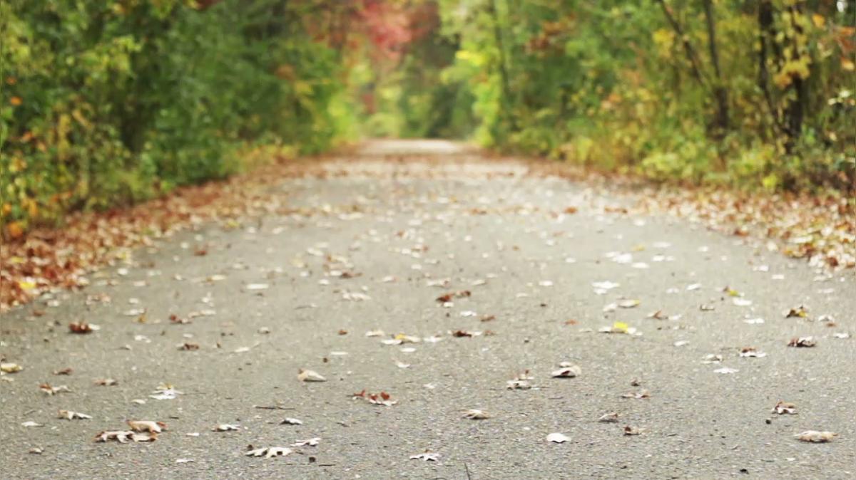 Dog Grooming in Long Island City NY, All Dogs In The City