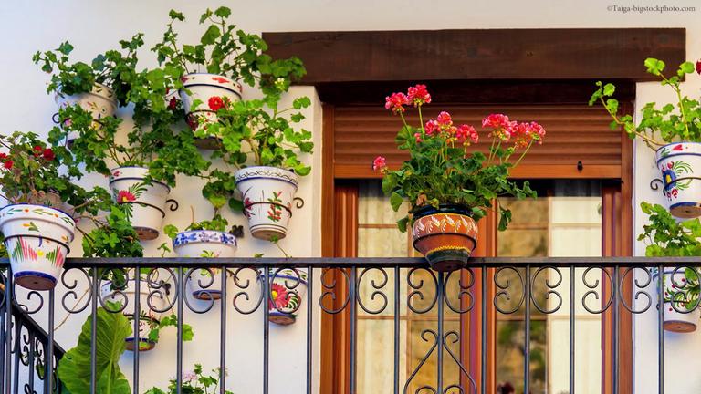 Die besten Pflanzen für den Südbalkon