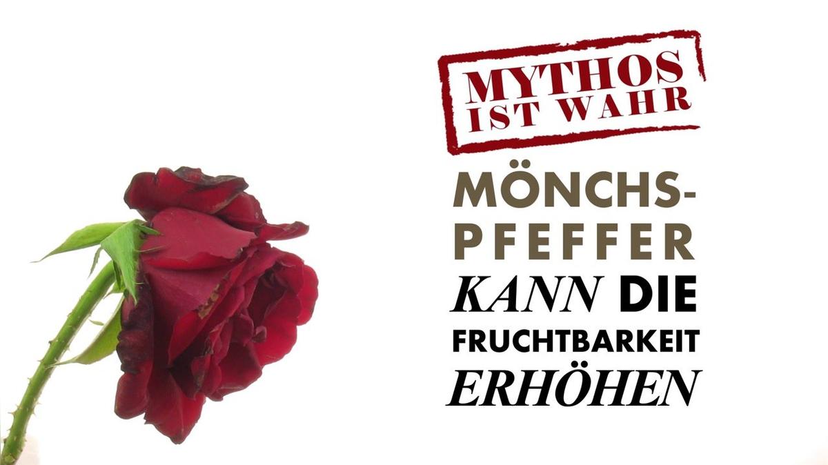 Mythos: Mönchspfeffer erhöht die Fruchtbarkeit