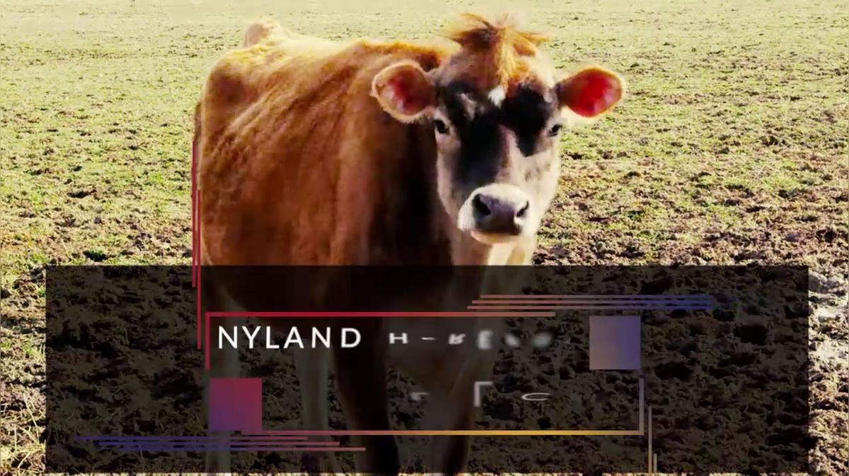 Hereford Bulls in San Juan Bautista CA, Nyland Herefords Ranch LLC