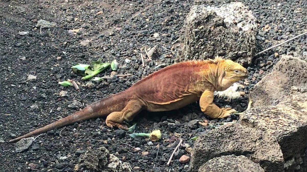 Land Iguana.MOV