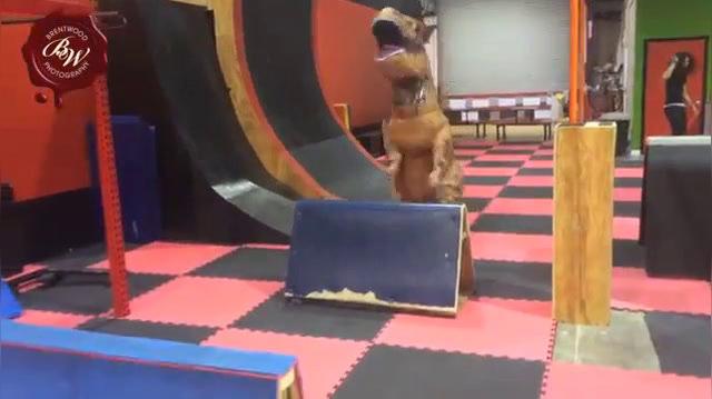 Dinosaur TRex.mp4