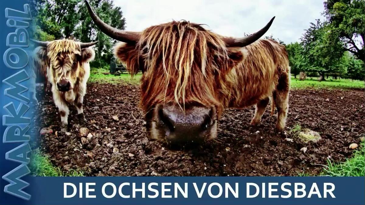 MARKmobil Aktuell - Die Ochsen von Diesbar