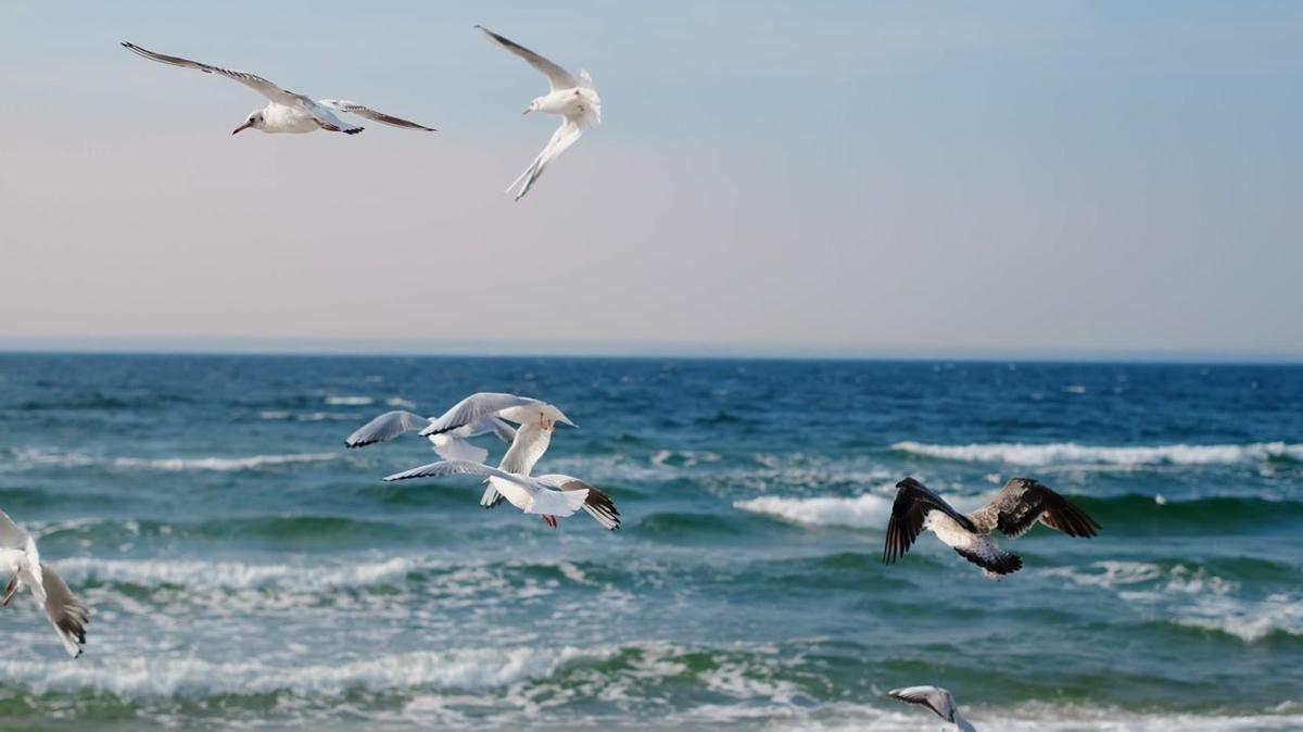 seagull and albatrosses soar in the sky over the sea coast