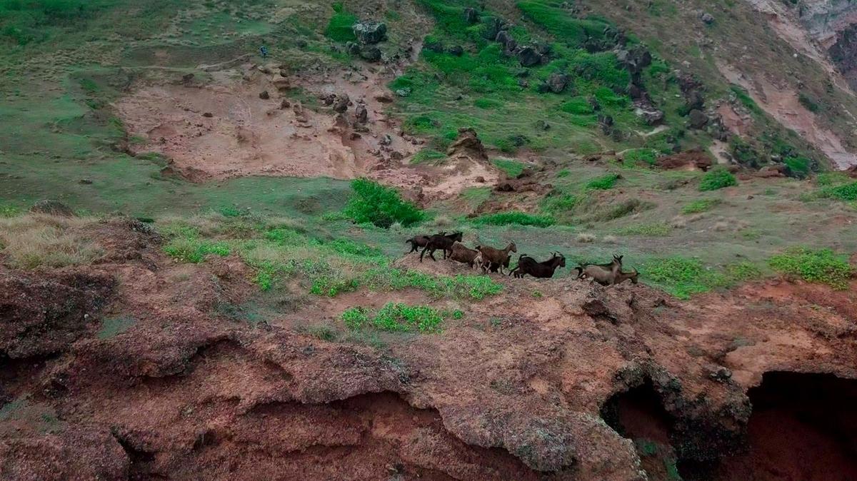 Aerial shot of goats running along the side of a cliff next to the ocean