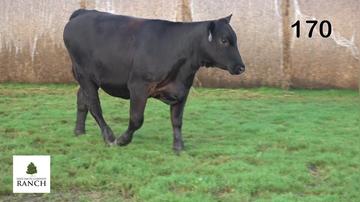 Lot 170 M345