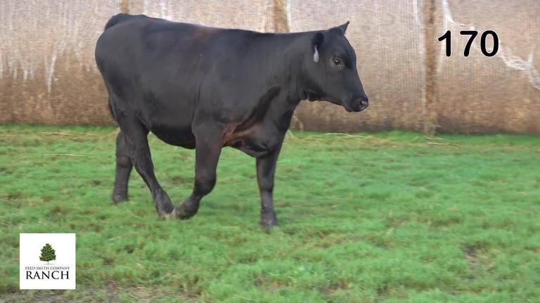 Lot 170 M345