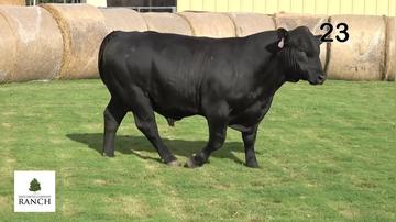Lot 23 M054
