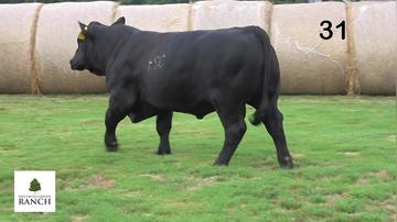 Lot 31 M180