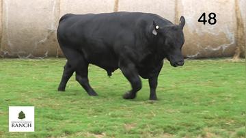 Lot 48 M127