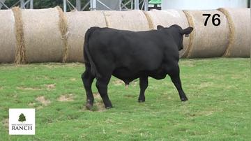 Lot 76 M301