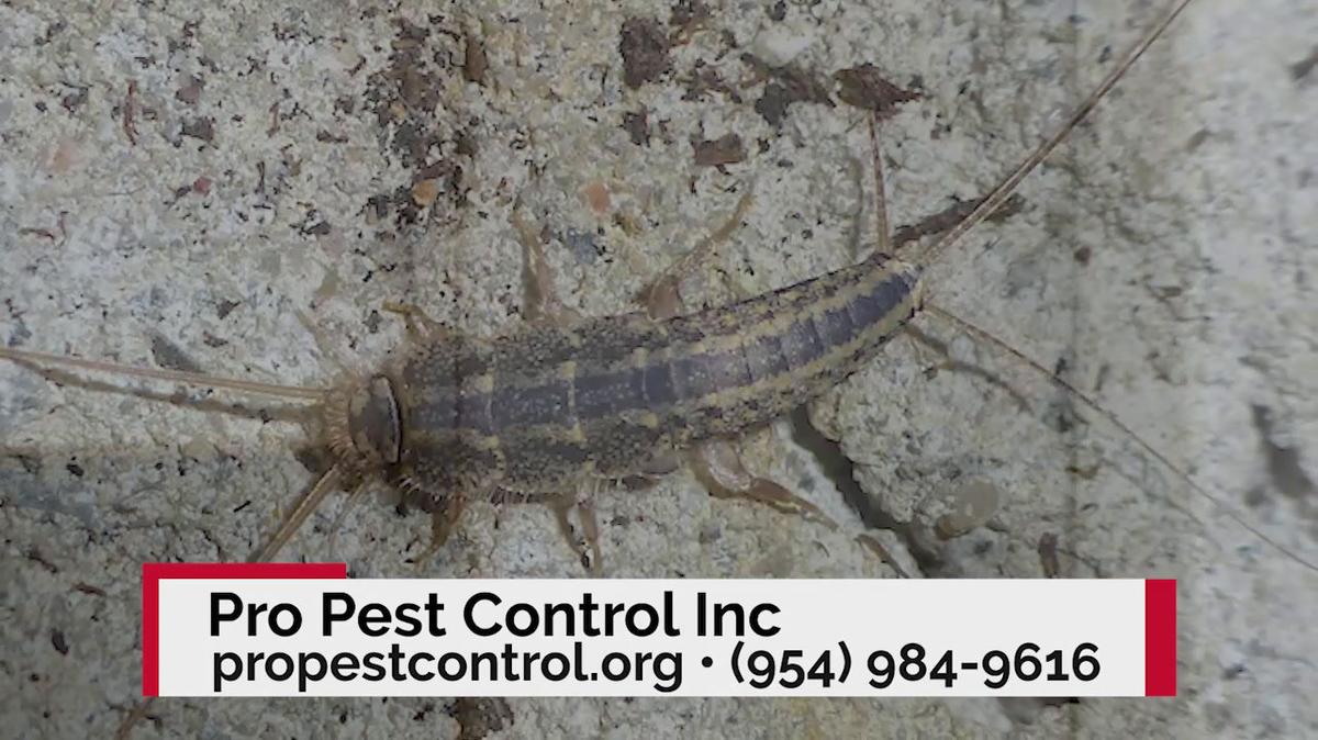 Pest Control in Margate FL, Pro Pest Control Inc