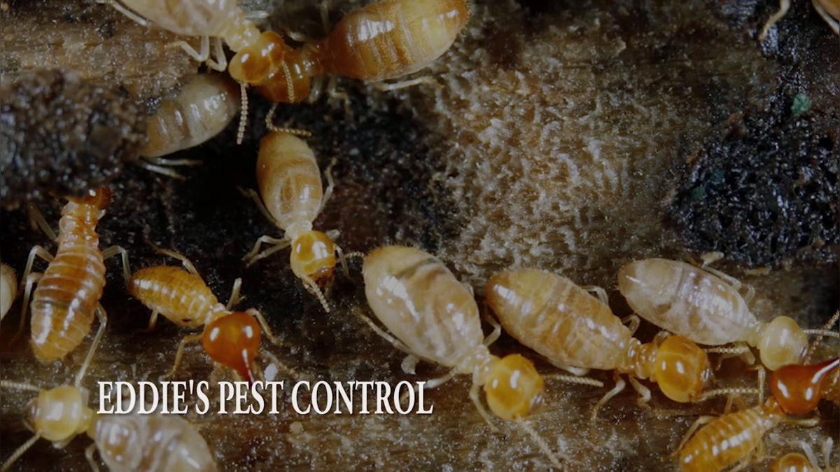 Pest Control in Gloucester City NJ, Eddie's Pest Control