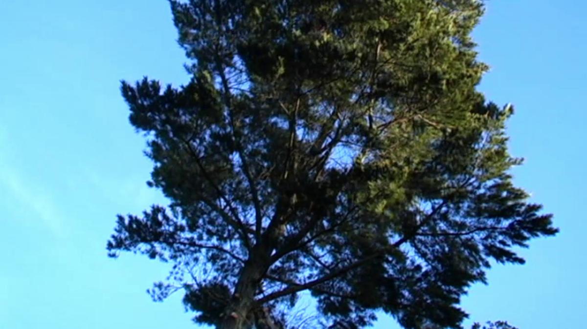 Tree Removal in Charlestown RI, Watkins Tree Experts