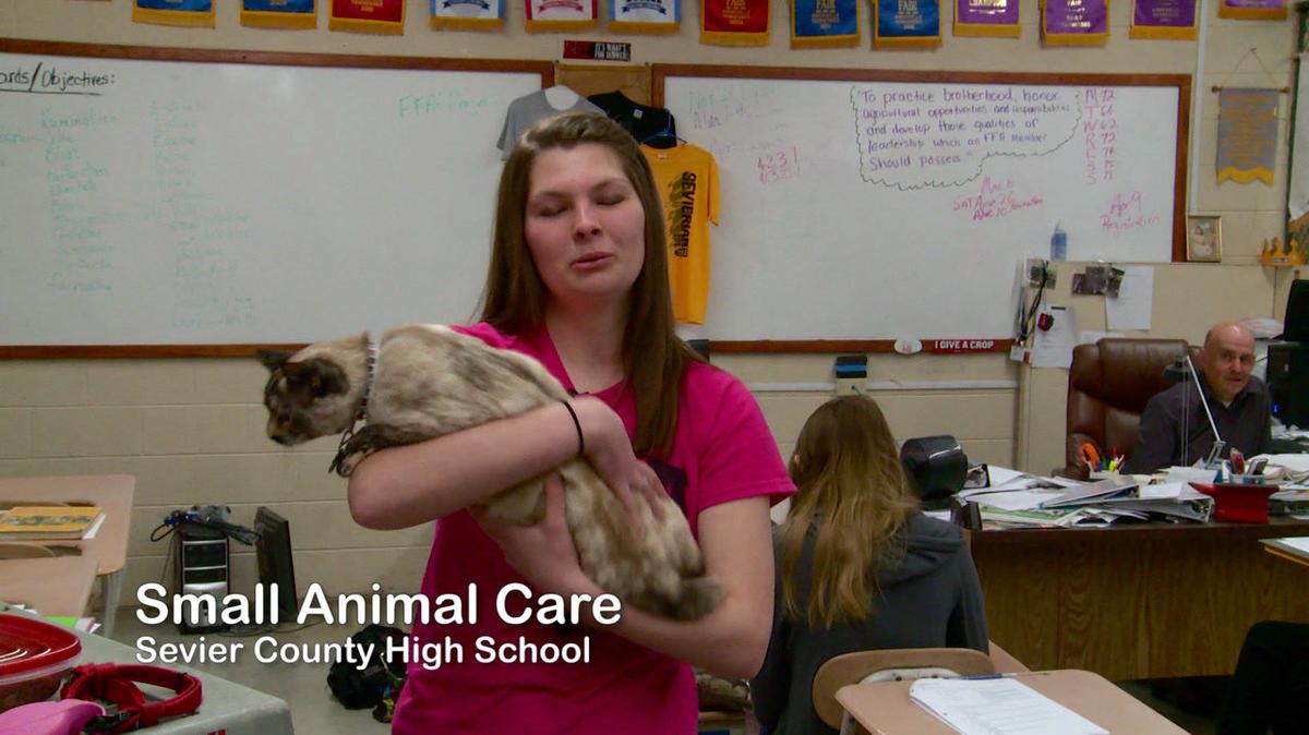 Small Animal Care sev co high 2018
