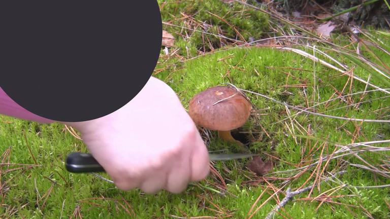 Diese Pilz-Doppelgänger können dich das Leben kosten