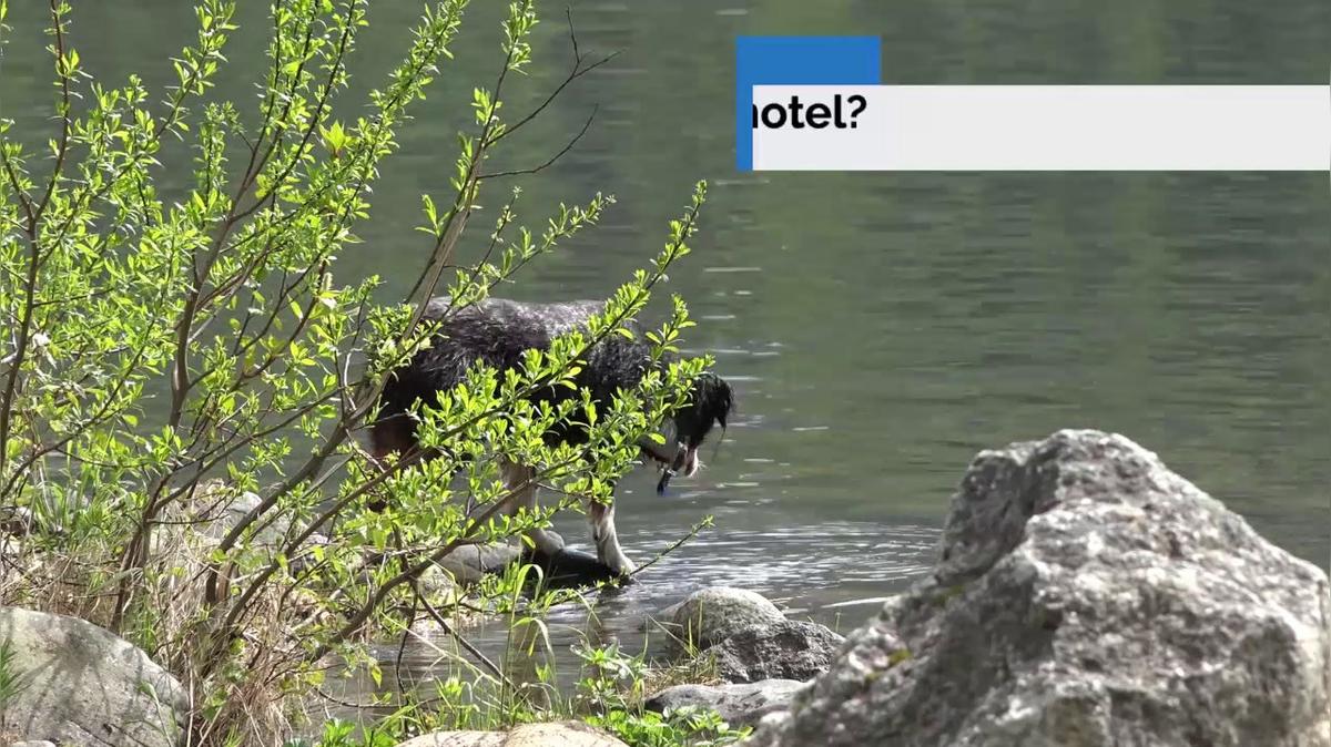 Dog Boarding in Troutville VA, Crest Hill Animal Inn