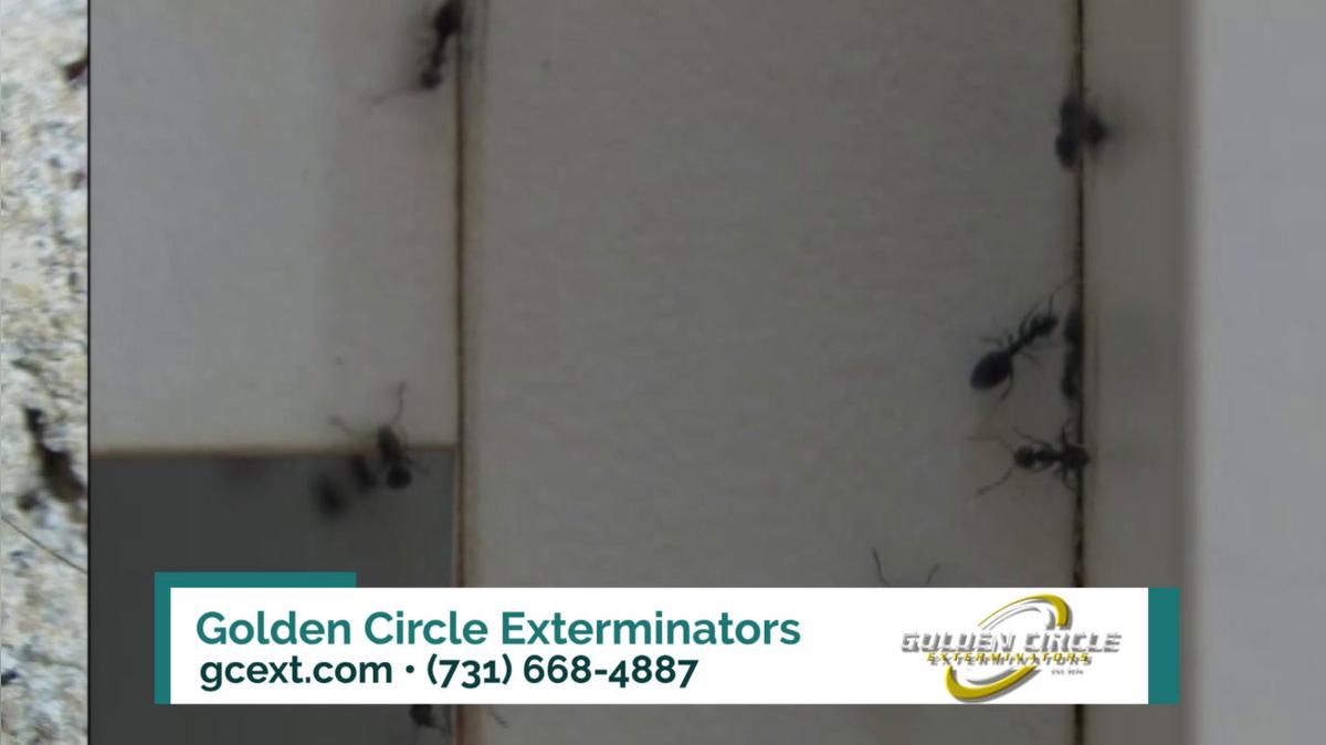 Pest Control in Jackson TN, Golden Circle Exterminators