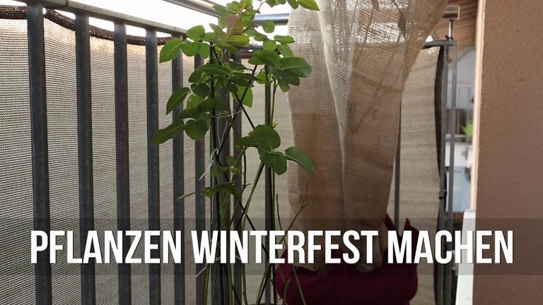 Pflanzen winterfest machen