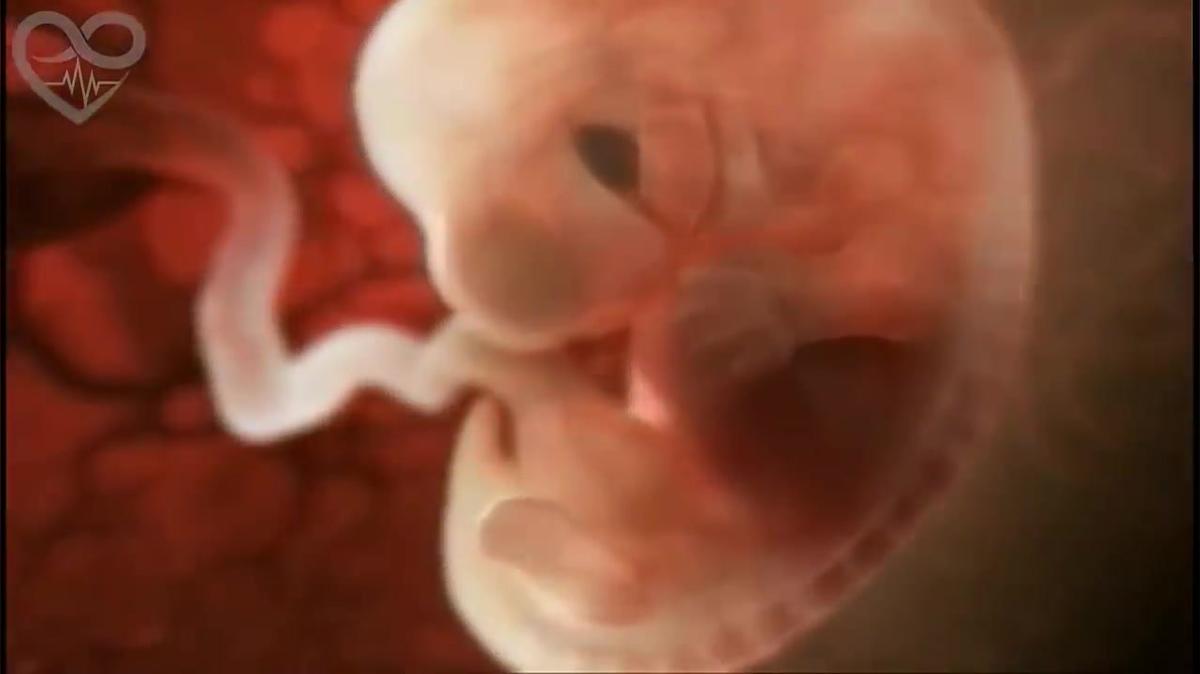 Development of a Baby