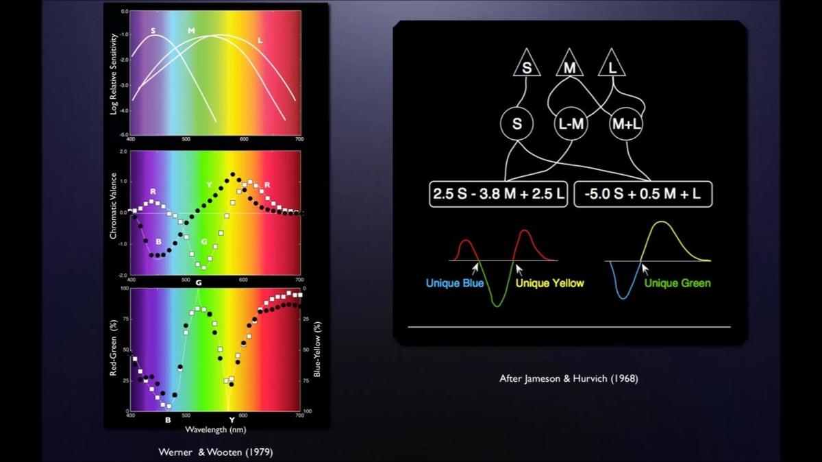 John S. Werner "OSA Fall Vision Meeting 2013: Color Transformations Across the Life Span: Circuits to Compensation"