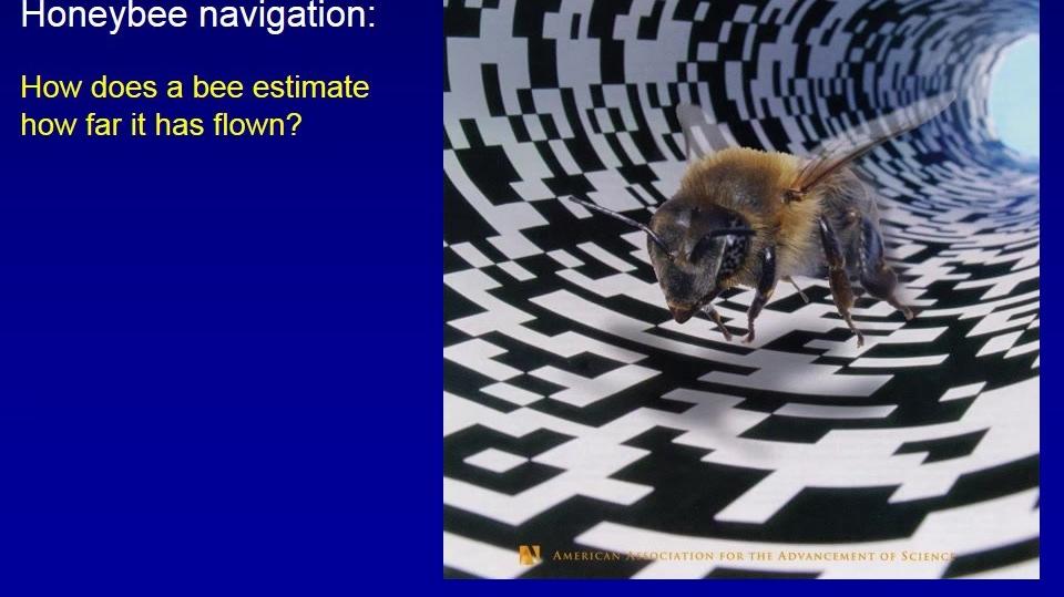 Mandyam Srinivasan "VSS 2014 Keynote: More than a Honey Machine: Vision and Navigation in Honeybees and Applications to Robotics"