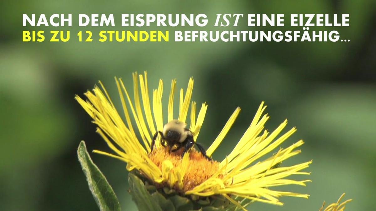 Schnell schwanger werden: Sex zur richtigen Zeit