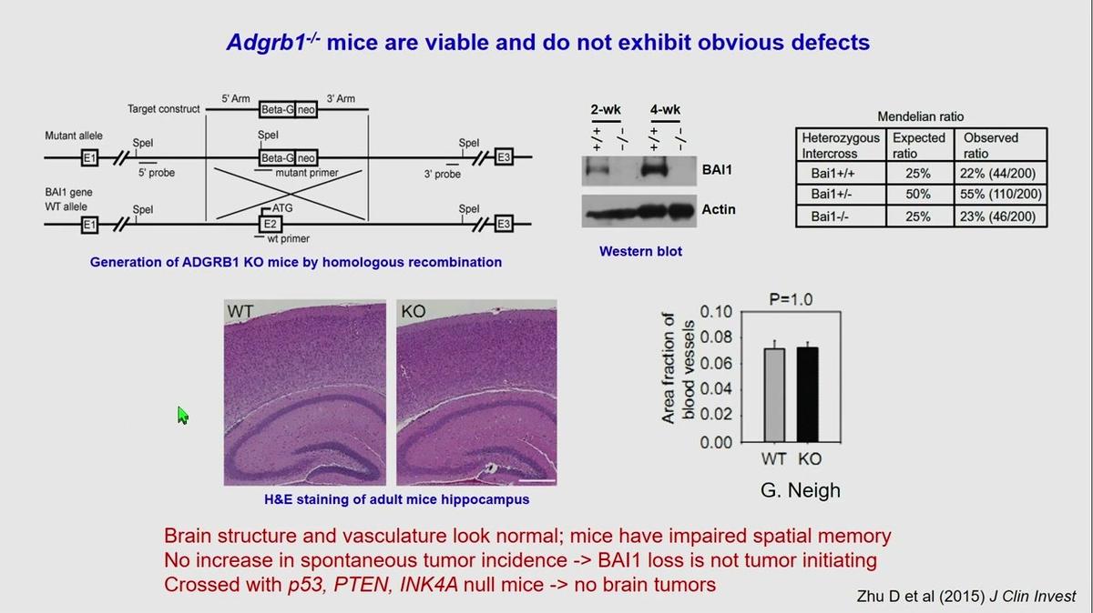 Epigenetic loss of BAI1 expression in cerebellar granule neuron precursors inactivates the p53 tumor suppressor and facilitates medulloblastoma formation in the cerebellum, Erwin Van Meir