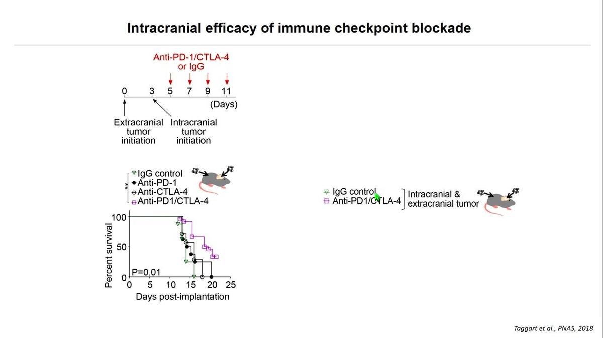 Immunotherapy for brain metastases, Mihaela Lorger