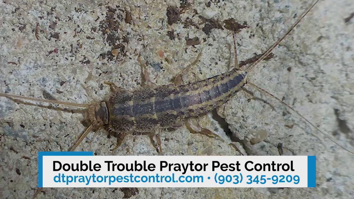 Pest Control in Waxahatchi TX, Double Trouble Praytor Pest Control
