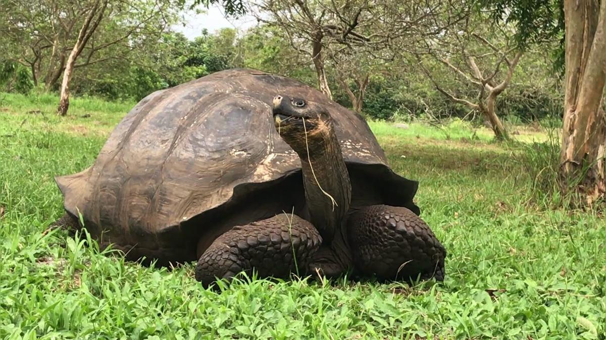 Tortoise stretch &amp; look.MOV