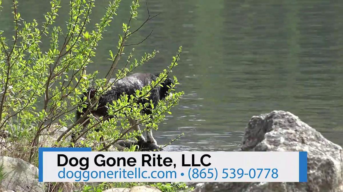 Dog Day Care in Knoxville TN, Dog Gone Rite, LLC