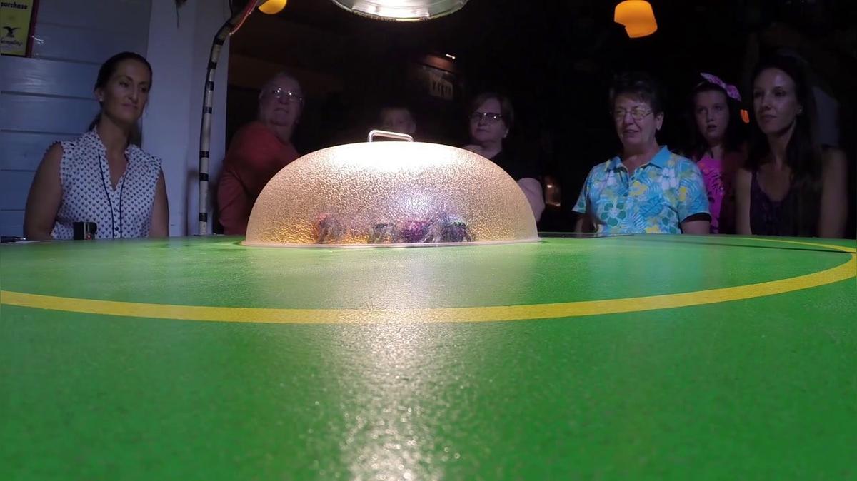 Hermit Crab Racing J.M.mp4