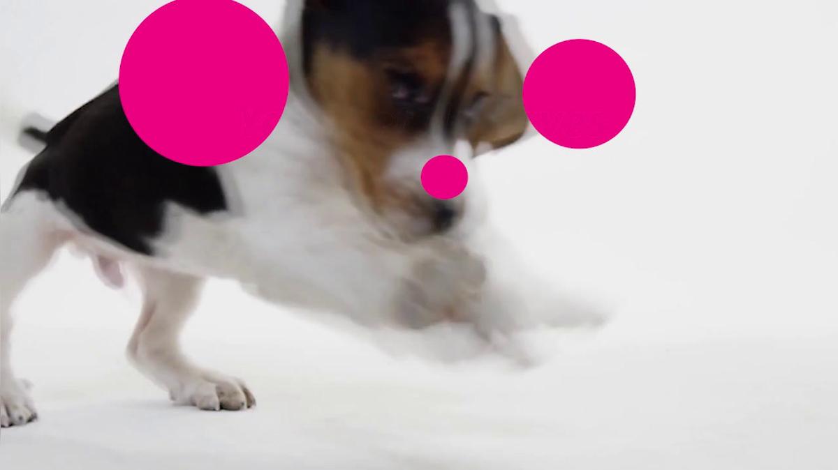 Pet Stores in Oakridge OR, Oakridge Pet Supplies