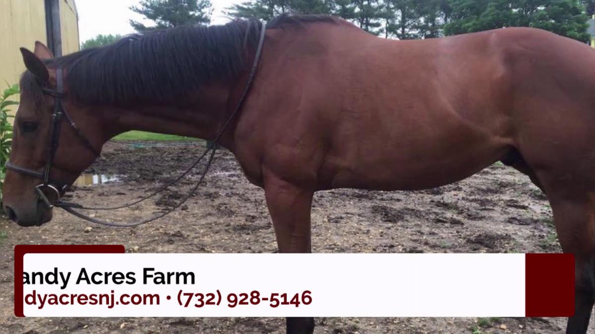Carriage Rides in New Egypt NJ, Handy Acres Farm