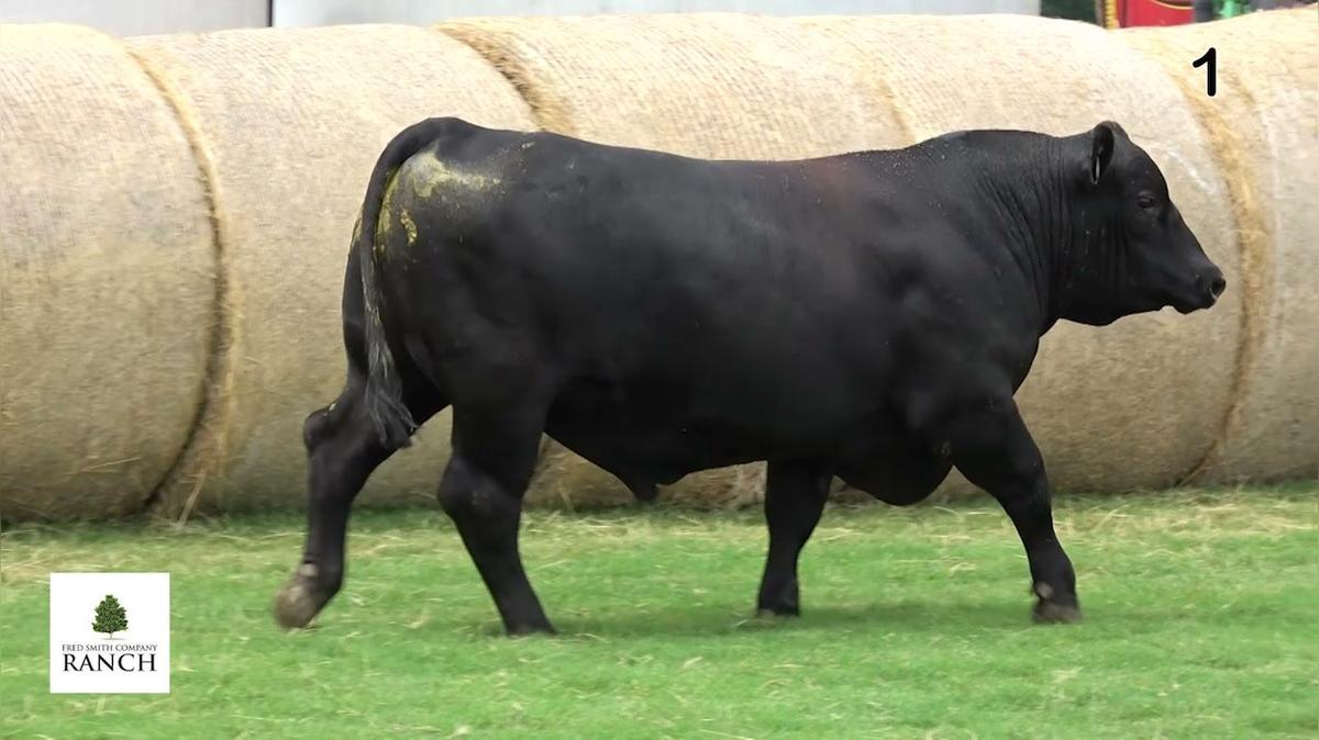 2026 Fall Sale Cattle