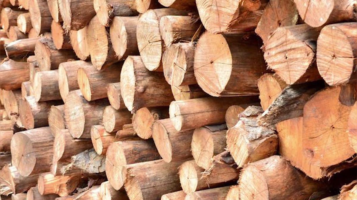 Manufacturer Vigas in Las Vegas NM, Barela Timber Management Co.