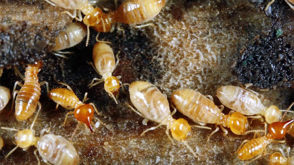 Pest Control in Crawfordsville IN, Arab Termite &amp; Pest Control, Inc.