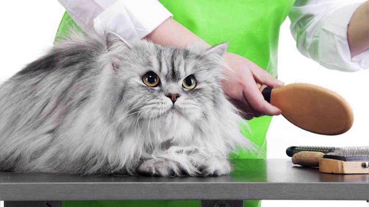 Dog Grooming in Ingleside IL, KK's Pretty Paws