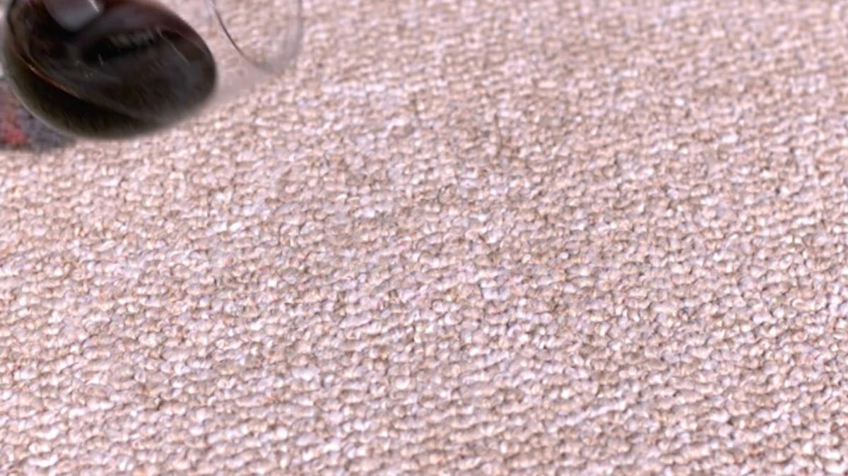 Carpet Cleaning in Williamsville IL, Reliable Cleaning & Carpet Care