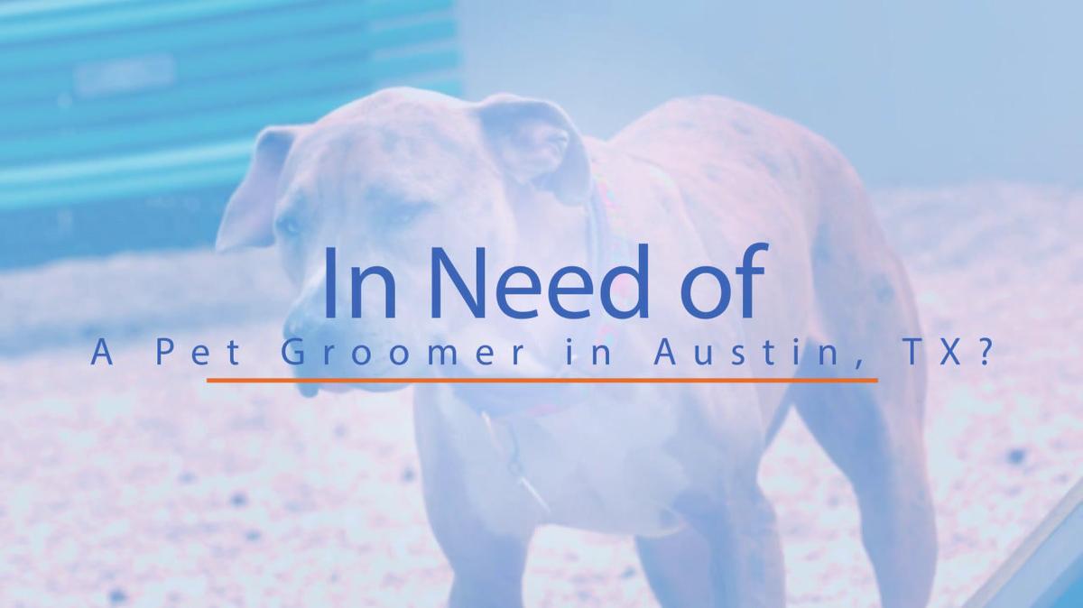 Pet Groomer in Austin TX, Texas Pet Styling