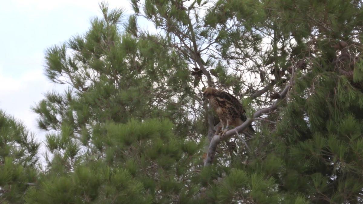 Power to Change - USA - Big Beau - Brolls