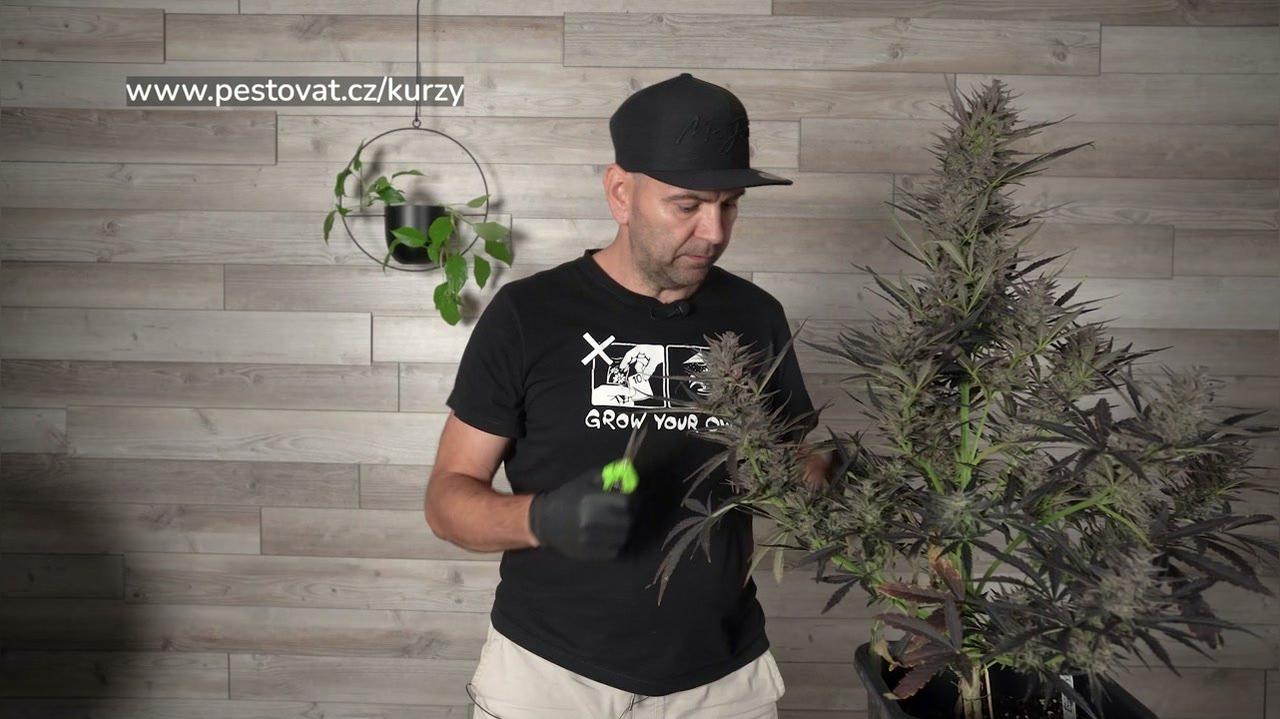 7. lekce: Sušení, curing a skladování