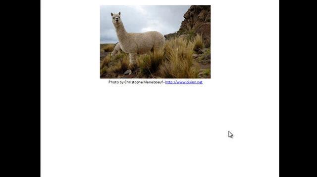 Alpaca Negative Division.mp4