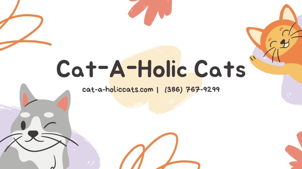 Pet Grooming in Port Orange FL, Cat-A-Holic Cats