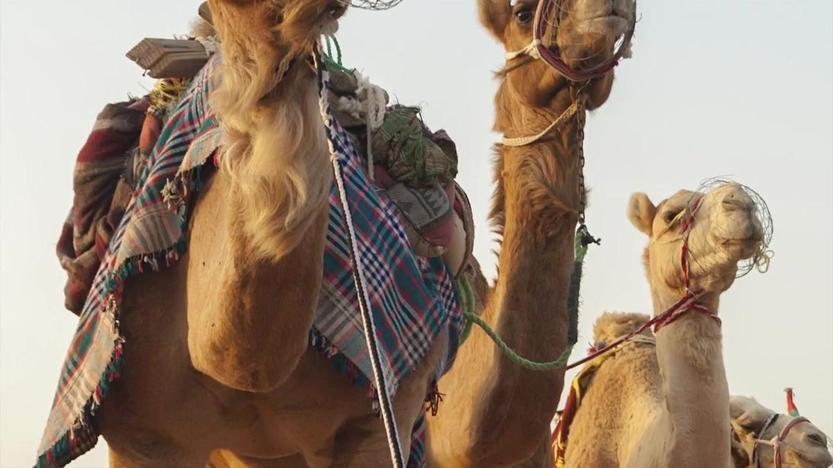 Grand Tour of Indua - Pushkar Camel Festival