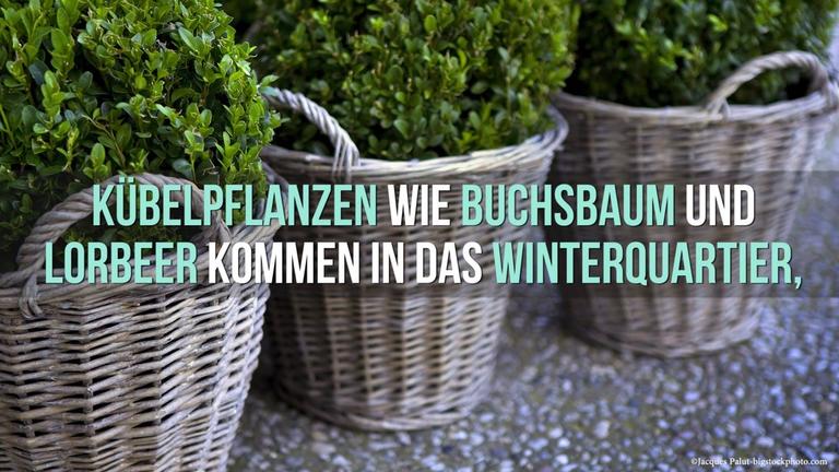 Pflanzenüberwinterung